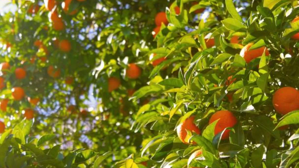 Mandalina fidesi ne zaman ekilir?